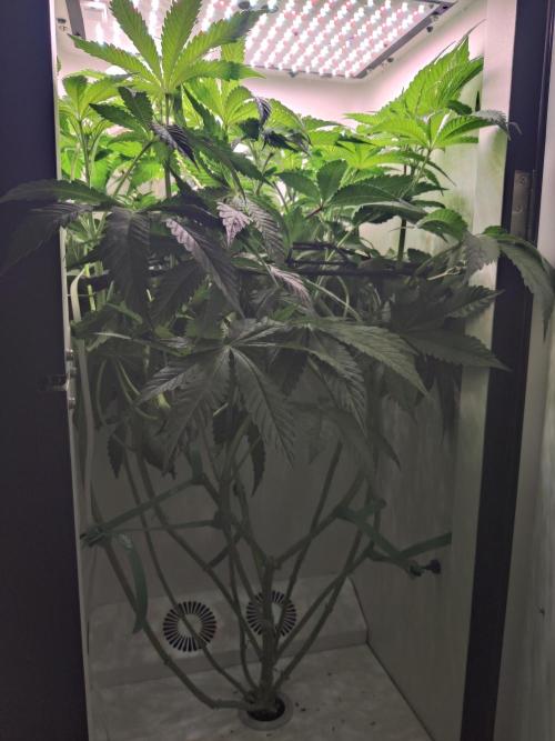 Crystal Orchard. Week 6