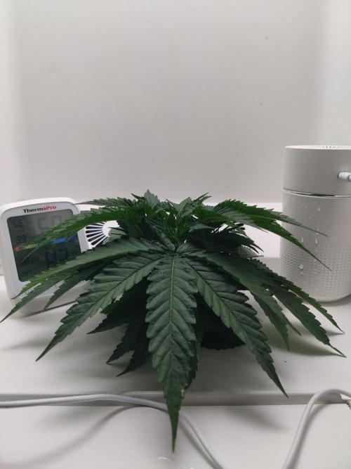 HeyAbby Samsung LED. Week 2