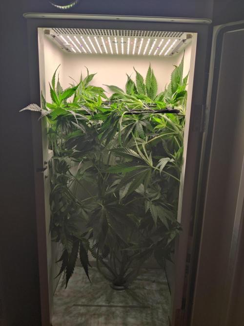 Sugar Tree. Week 7