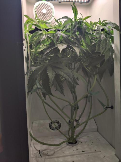 Crystal Orchard. Week 6