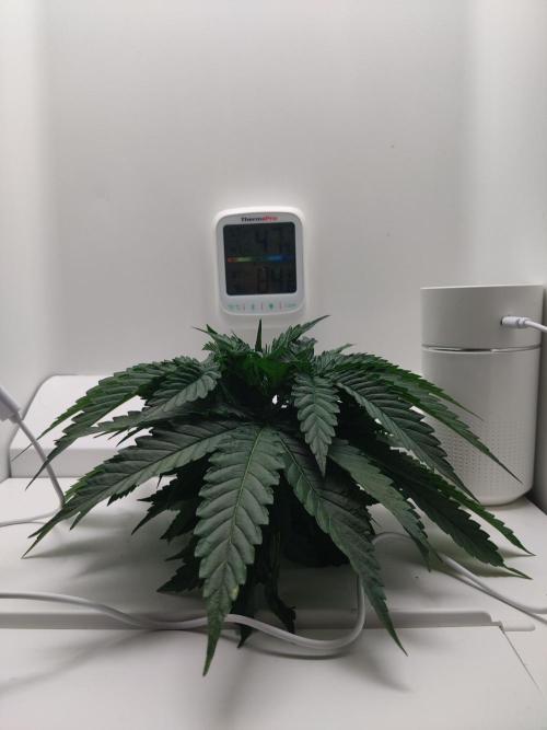 HeyAbby Samsung LED. Week 2
