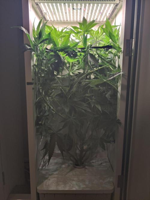 Sugar Tree. Week 7