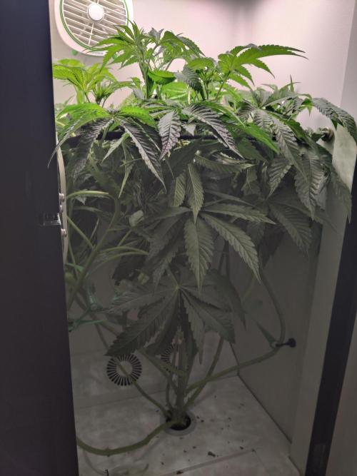 Crystal Orchard. Week 6
