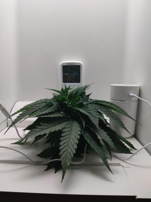 HeyAbby Samsung LED. Week 2