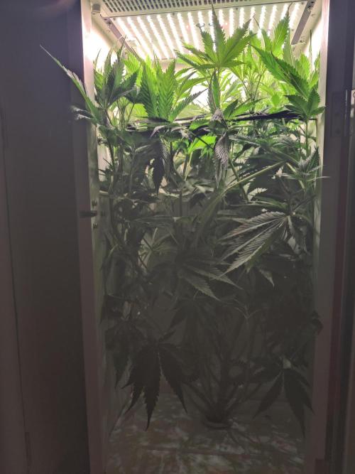 Sugar Tree. Week 7