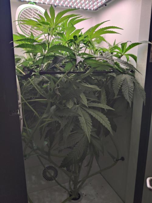 Crystal Orchard. Week 6