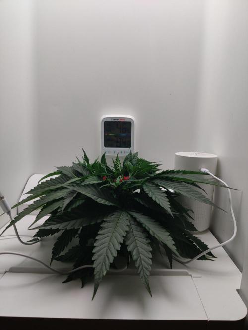 HeyAbby Samsung LED. Week 3
