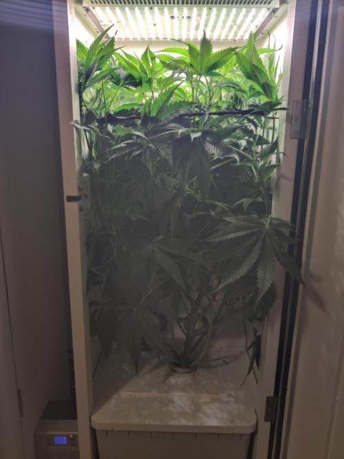 Sugar Tree. Week 8