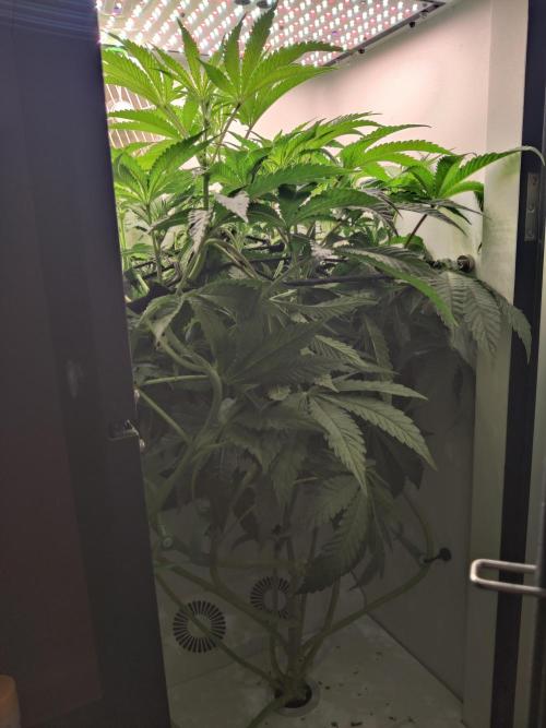 Crystal Orchard. Week 7