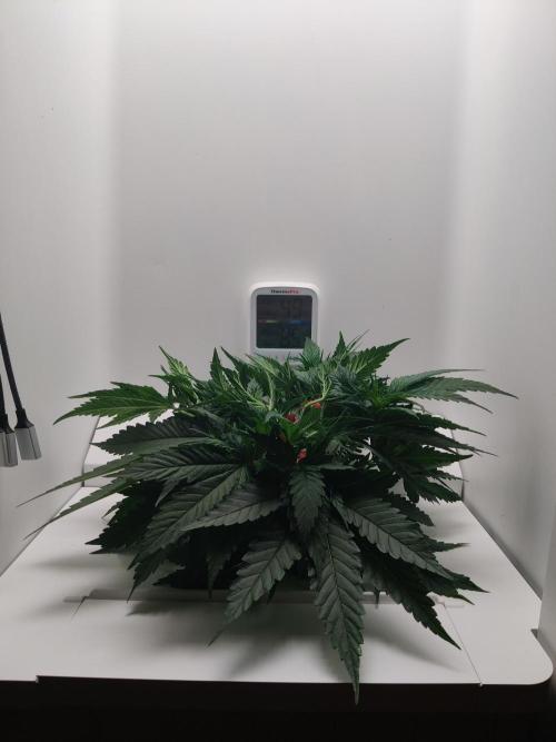 HeyAbby Samsung LED. Week 3