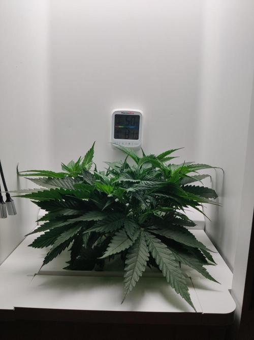 HeyAbby Samsung LED. Week 3