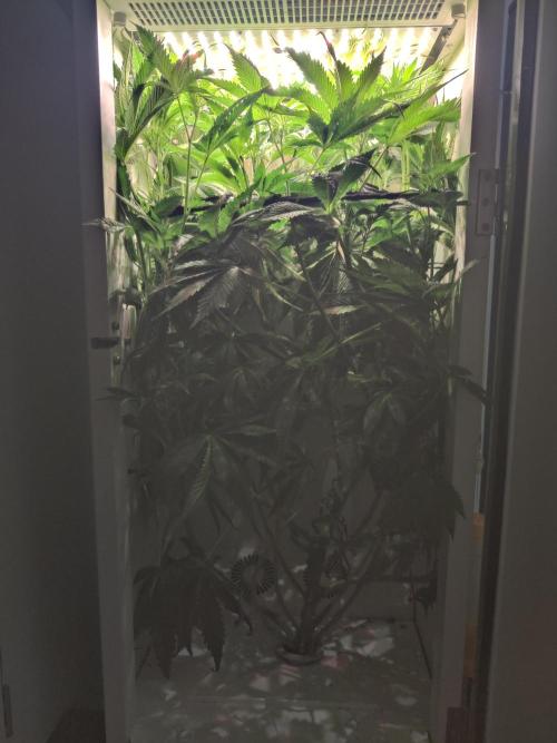 Sugar Tree. Week 8