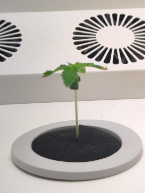 Zarina. Week 1 - Day 3