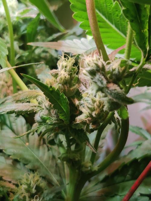 Crystal Orchard. Week 11