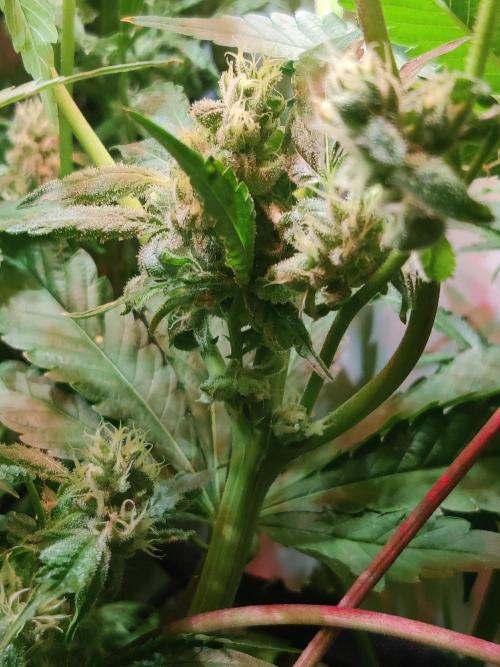 Crystal Orchard. Week 11