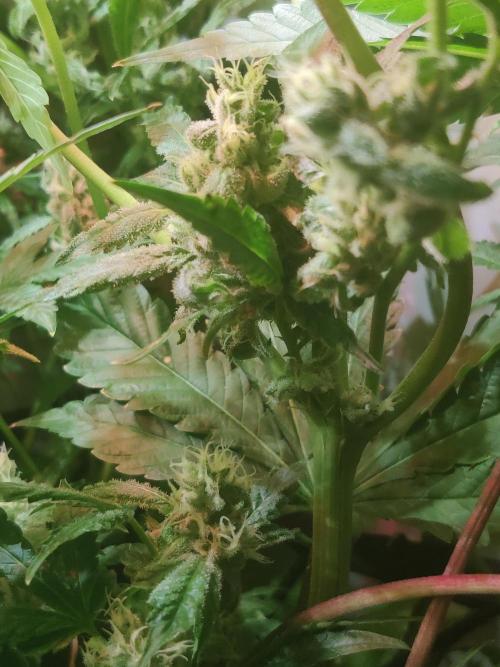 Crystal Orchard. Week 11