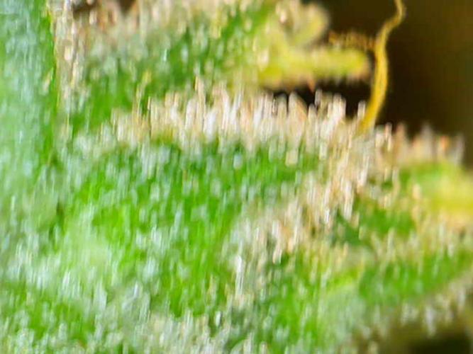 Crystal Orchard. Week 11