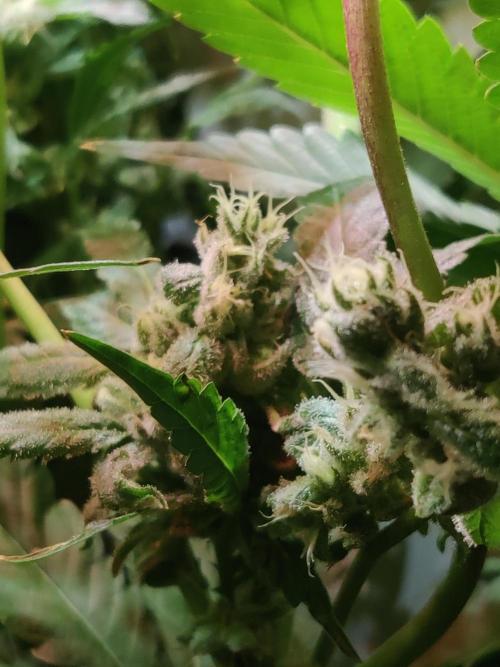 Crystal Orchard. Week 11
