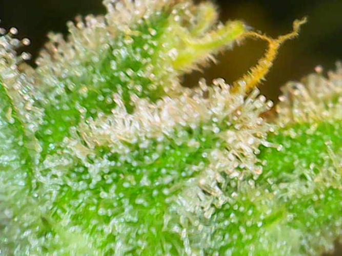 Crystal Orchard. Week 12