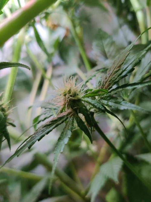 Nia. Week 8 - Day 3