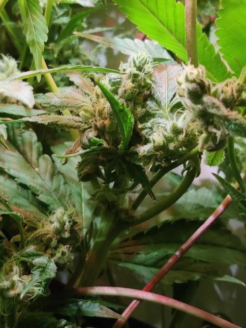 Crystal Orchard. Week 12