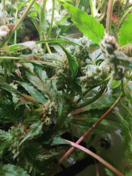 Crystal Orchard. Week 12