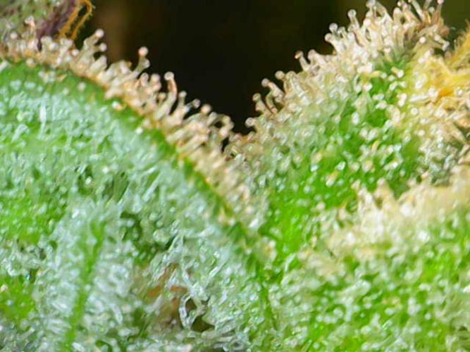 Crystal Orchard. Week 12