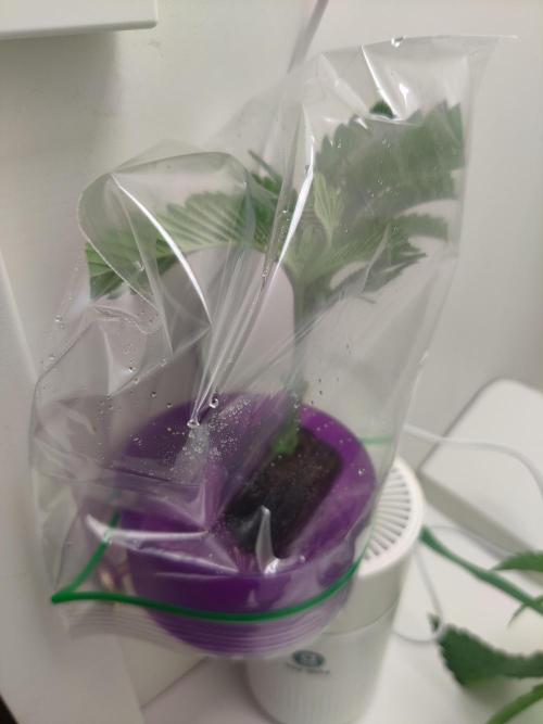 Zarina. Week 4 - Clone for the growmie