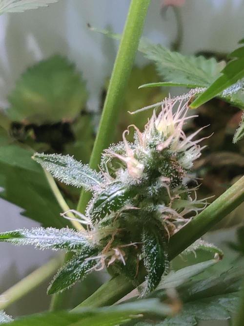 HeyAbby Samsung LED. Week 9