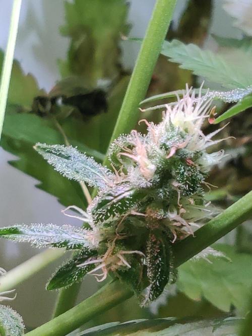 HeyAbby Samsung LED. Week 10