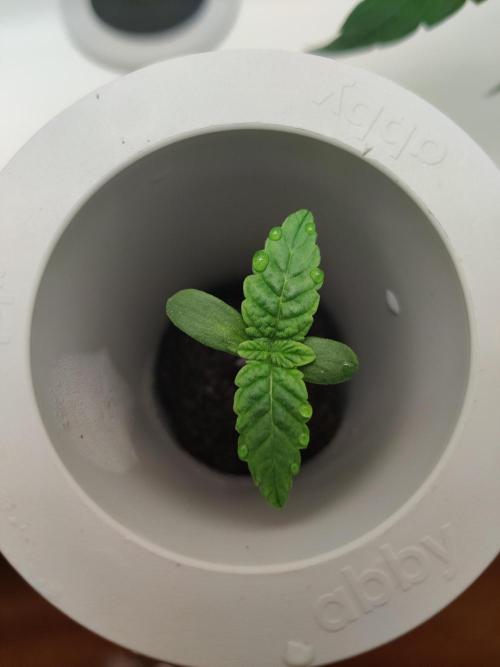 Lola. Week 0 - Day 8
