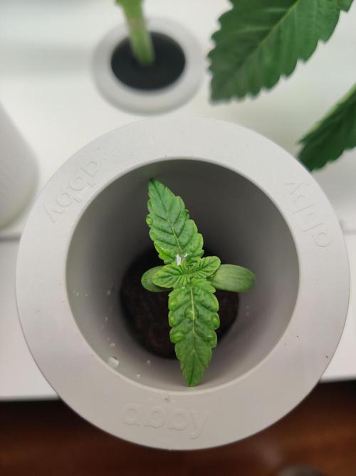 Lola. Week 0 - Day 9