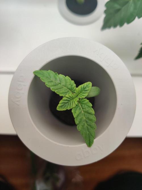 Lola. Week 0 - Day 10