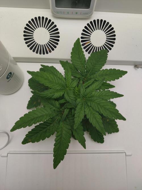 Lola. Week 2 - Day 6