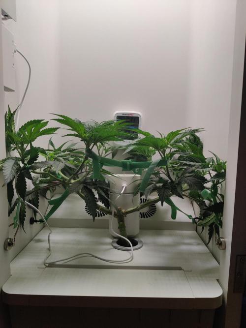 Samsung 301H. Week 7