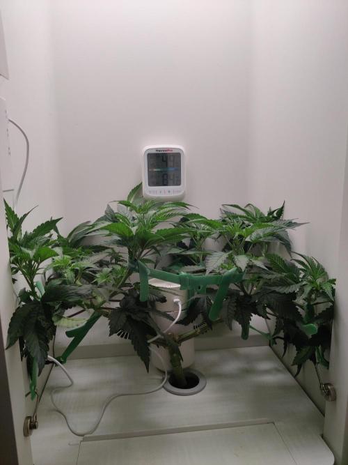 Samsung 301H. Week 7