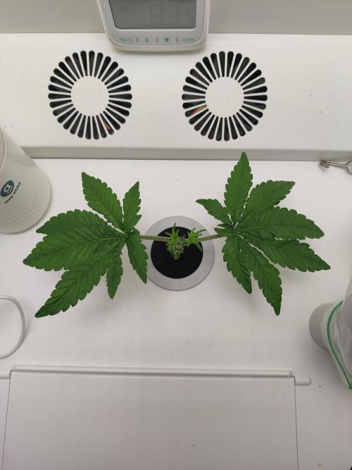 Lola. Week 3 - Day 1: After