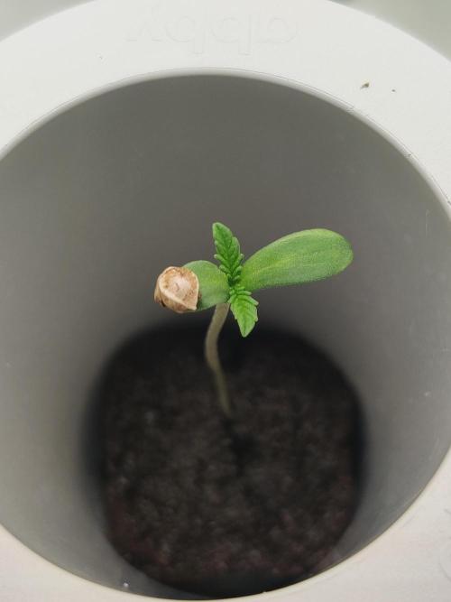 Quinn. Week 0 - Day 5 (5)