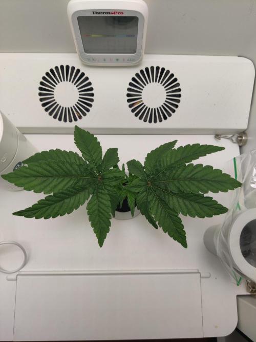 Lola. Week 3 - Day 3