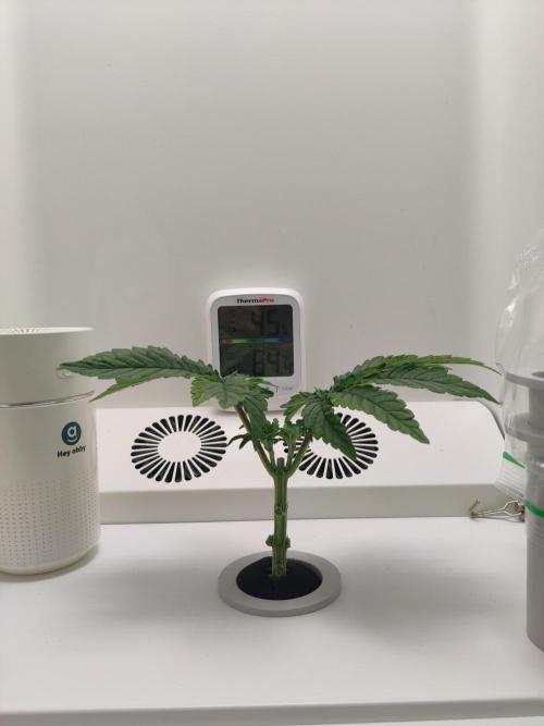 Lola. Week 3 - Day 3