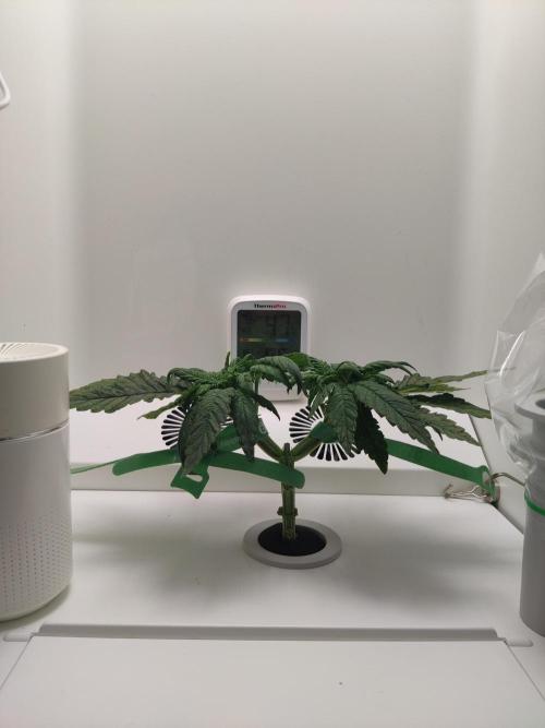 Lola. Week 3 - Day 7 (30)