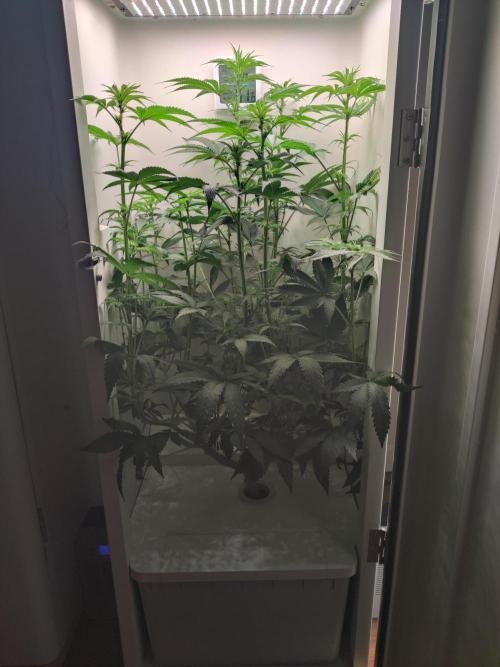 Zarina. Week 8 - Day 7