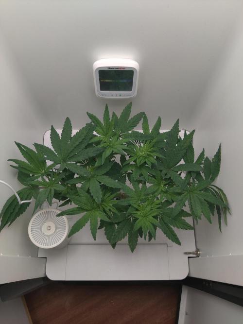 Lola. Week 5 - Day 2 (39)