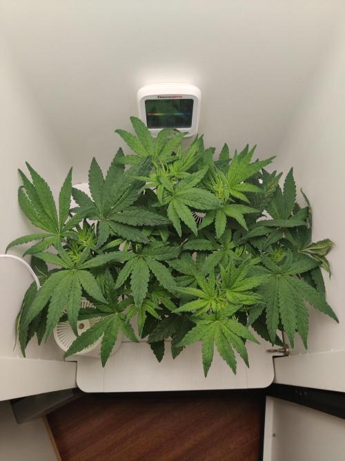 Lola. Week 5 - Day 4 (41)