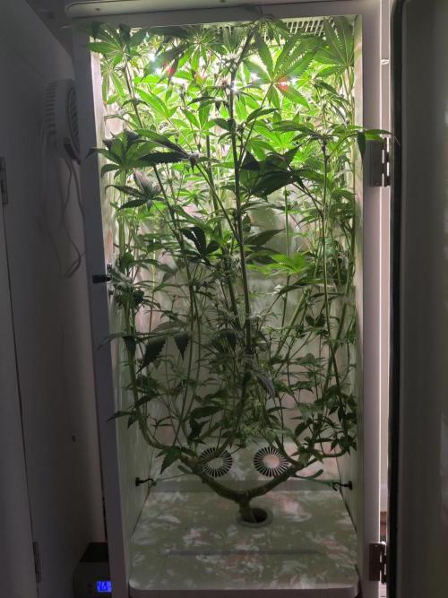 Samsung 301H. Week 10