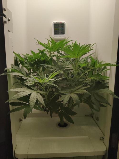 Samsung. Week 6
