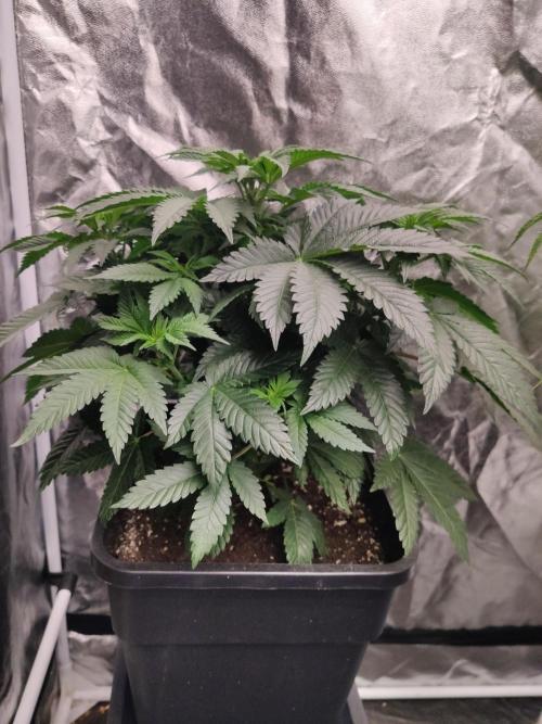 Gelato Dream Anesia Seeds. Week 5 - Gelato Dream (Anesia Seeds)