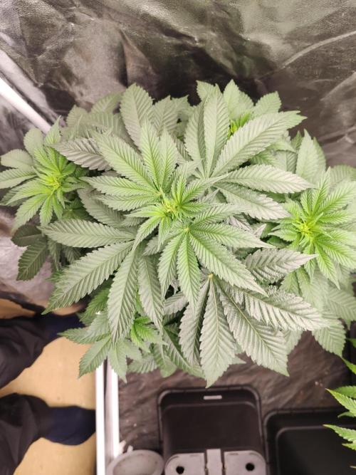 Gelato Dream Anesia Seeds. Week 5 - Gelato Dream (Anesia Seeds)