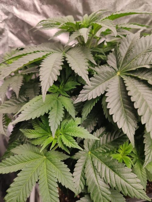 Gelato Dream Anesia Seeds. Week 5 - Gelato Dream (Anesia Seeds)