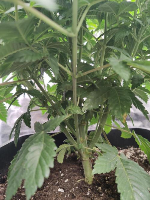 Gelato Dream Anesia Seeds. Week 5 - Gelato Dream (Anesia Seeds)